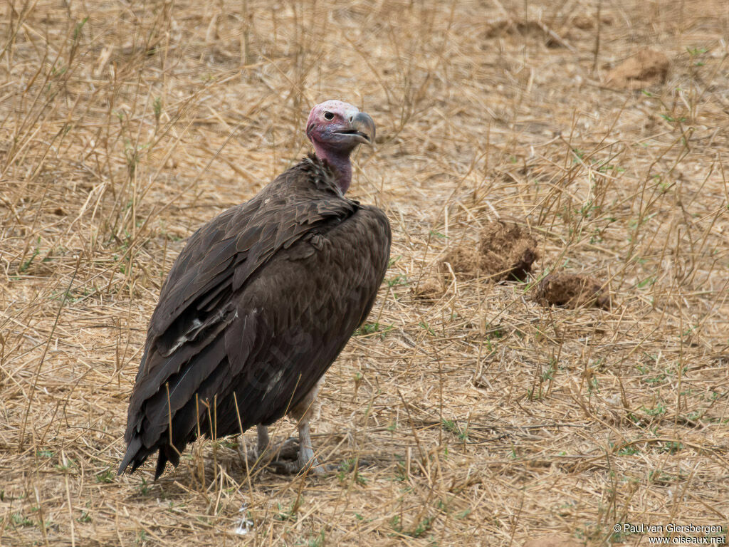 Lappet-faced Vultureadult