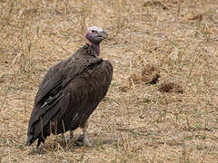 Lappet-faced Vulture