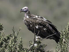 Lappet-faced Vulture