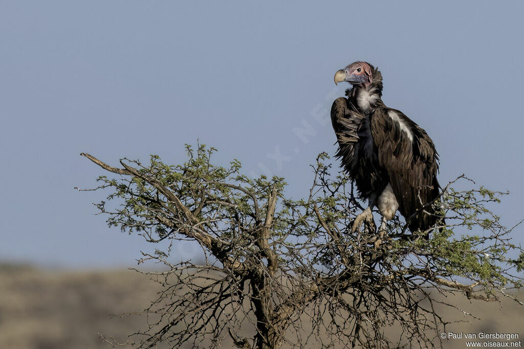 Lappet-faced Vultureadult