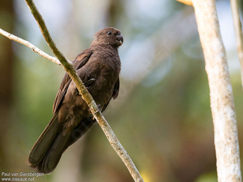 Comoros Black Parrotadult