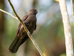 Comoros Black Parrot