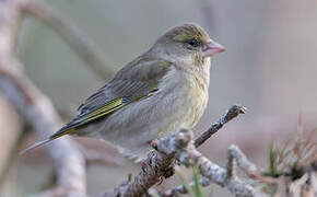 European Greenfinch