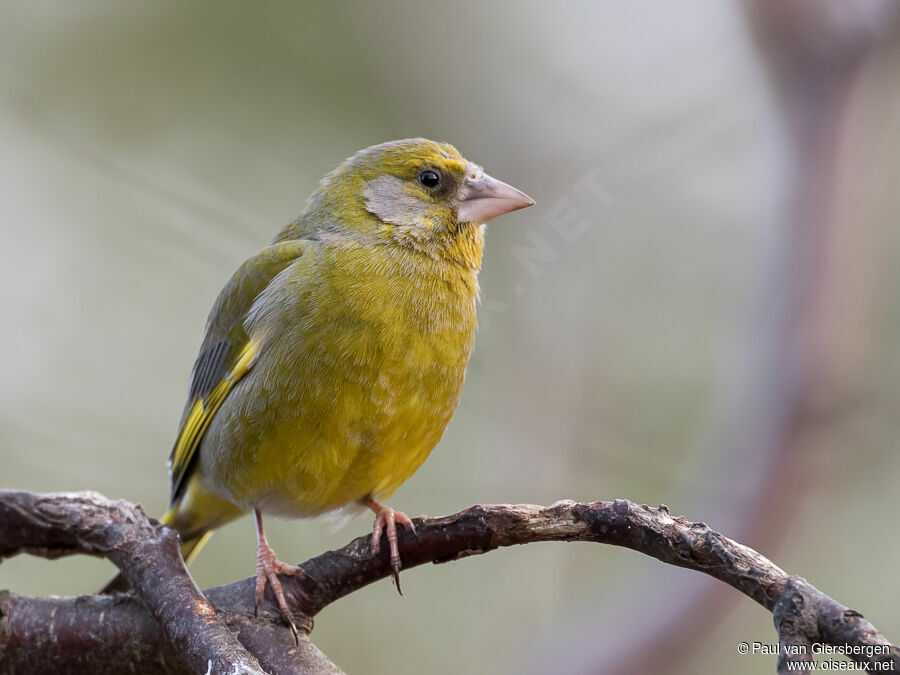 European Greenfinch male adult