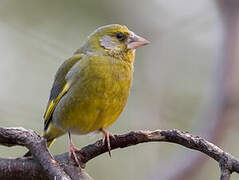 European Greenfinch