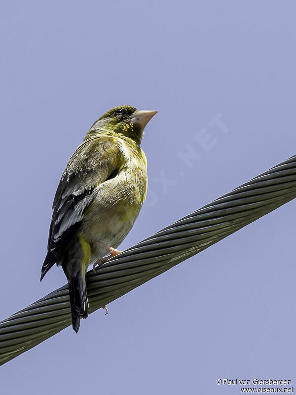 Oriental Greenfinchadult