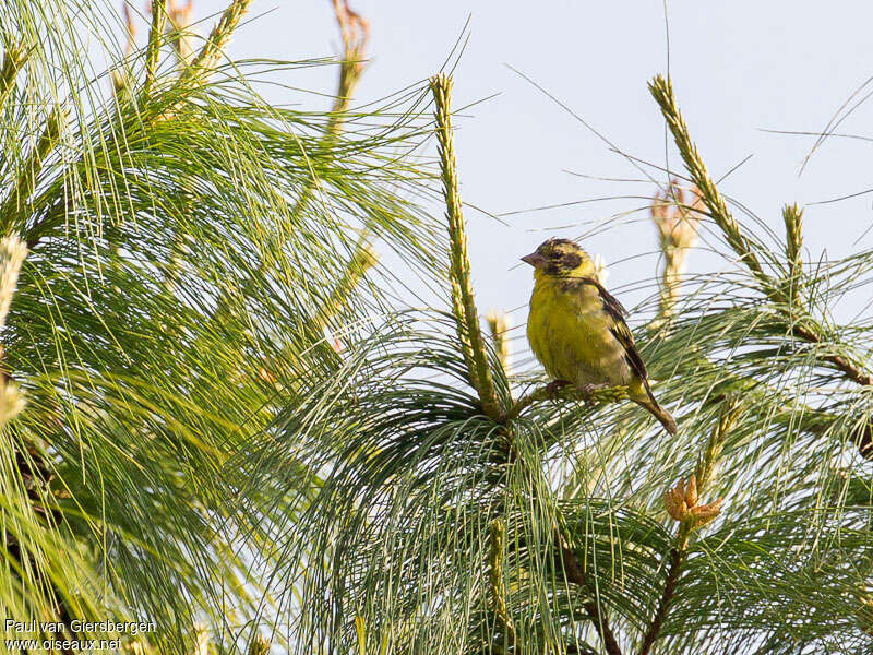 Yellow-breasted Greenfinchadult, habitat