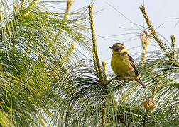 Yellow-breasted Greenfinch