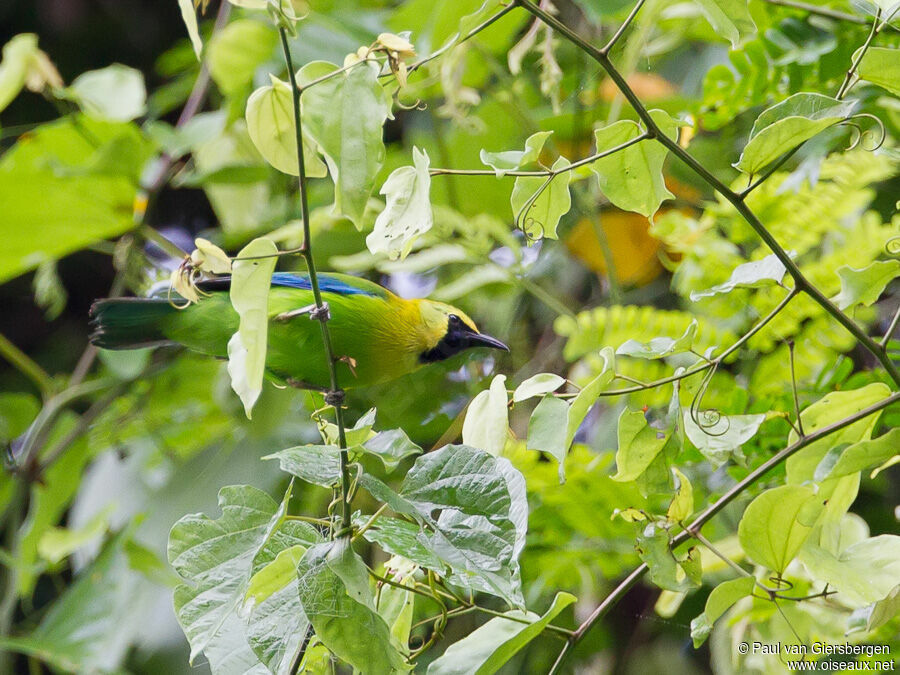 Verdin à ailes bleues mâle adulte