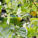 Verdin à ailes bleues