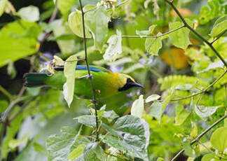 Verdin à ailes bleues