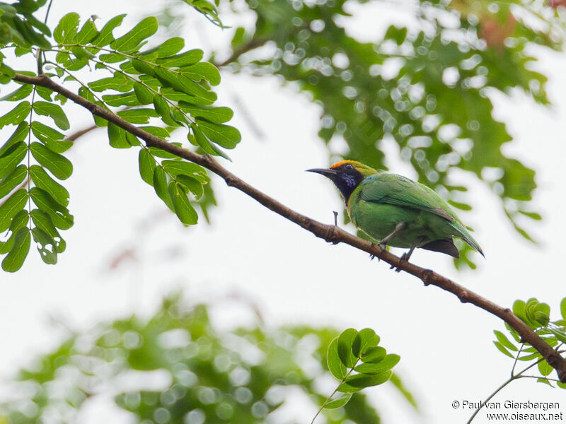 Golden-fronted Leafbird