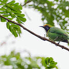Verdin à front d'or