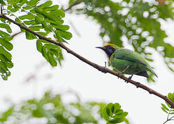 Golden-fronted Leafbird