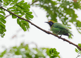 Verdin à front d'or