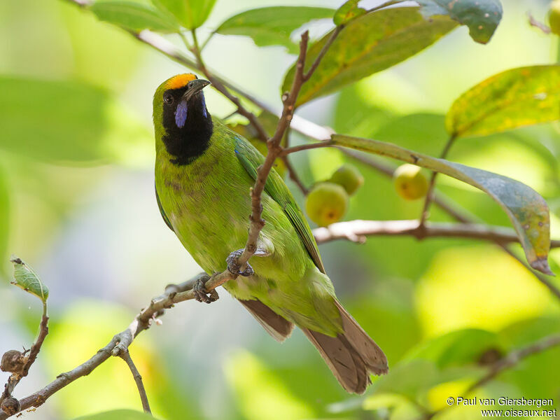 Golden-fronted Leafbirdadult