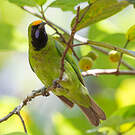 Verdin à front d'or