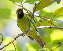 Golden-fronted Leafbird