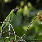 Verdin à front d'or