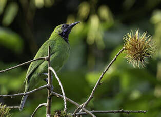 Verdin à front d'or