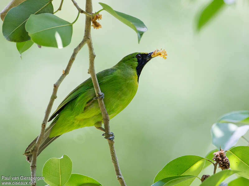 Lesser Green Leafbird male adult