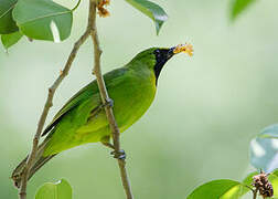 Lesser Green Leafbird