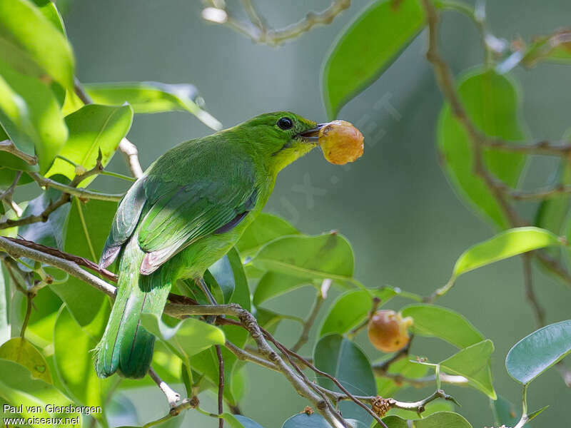 Lesser Green Leafbird female