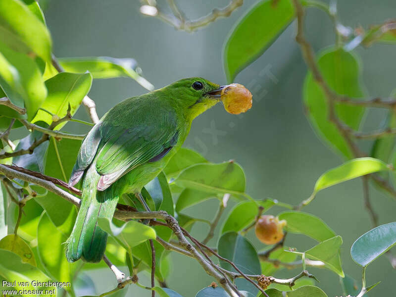 Verdin barbe-bleue femelle