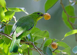 Lesser Green Leafbird