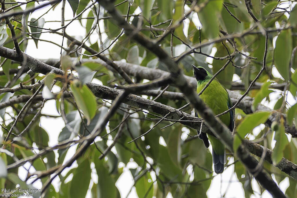 Bornean Leafbirdadult