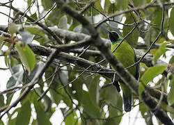 Bornean Leafbird