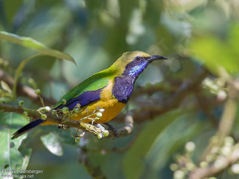 Orange-bellied Leafbird male adult, identification