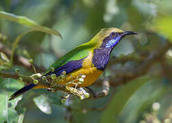 Orange-bellied Leafbird