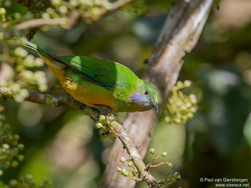 Orange-bellied Leafbird female adult