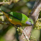 Verdin de Hardwick