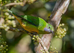 Orange-bellied Leafbird