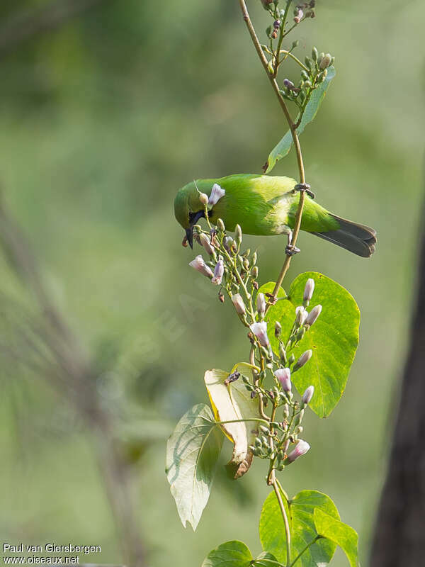 Jerdon's Leafbird female adult, feeding habits