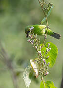 Jerdon's Leafbird