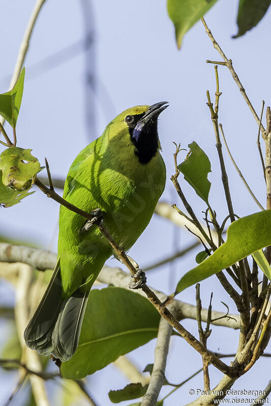 Jerdon's Leafbirdadult