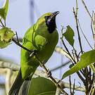 Verdin de Jerdon