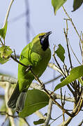 Jerdon's Leafbird