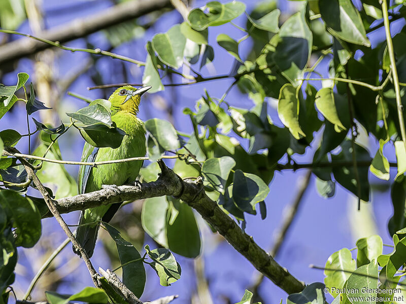Yellow-throated Leafbirdadult