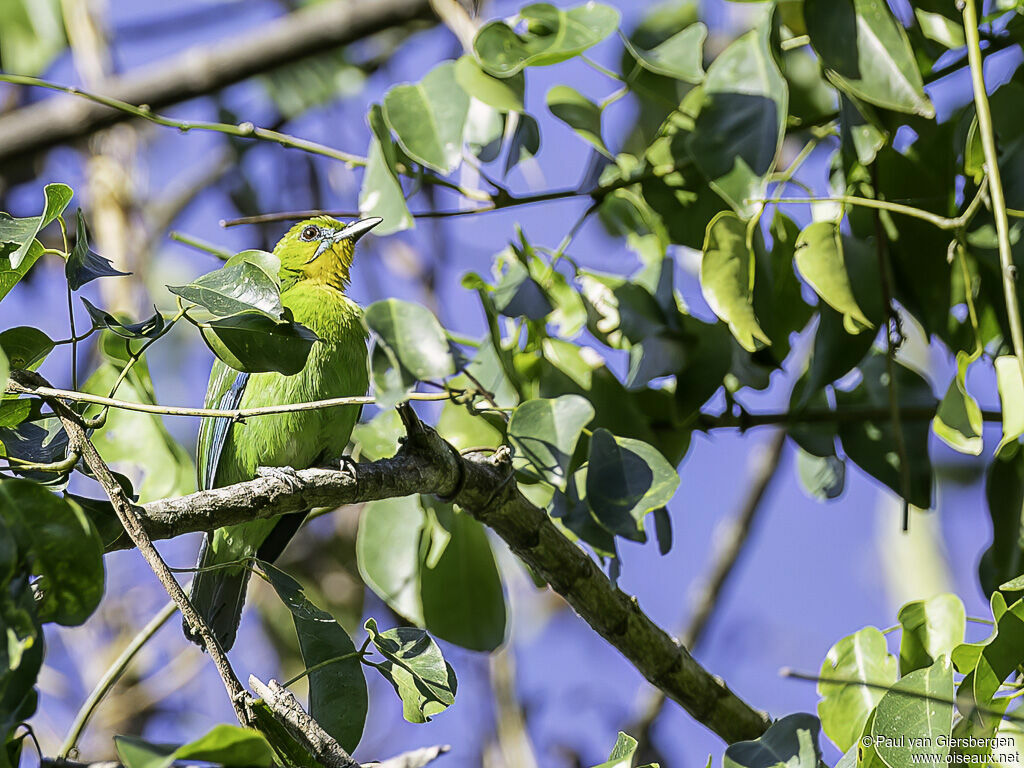 Verdin de Palawanadulte