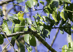 Yellow-throated Leafbird