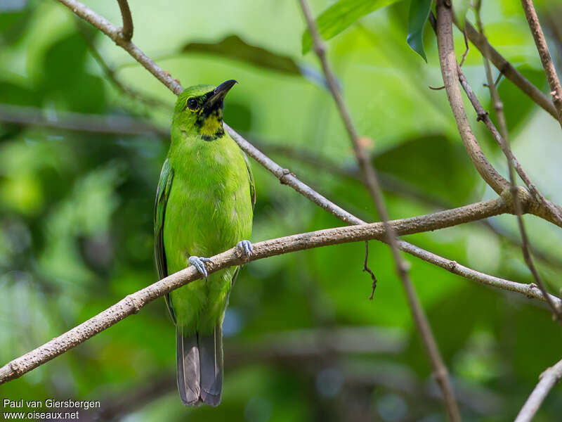 Greater Green Leafbird male