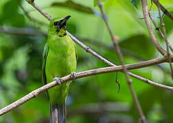 Greater Green Leafbird