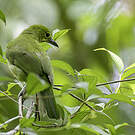 Verdin de Sonnerat
