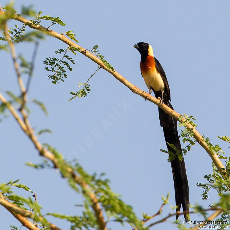 Sahel Paradise Whydah