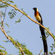 Sahel Paradise Whydah