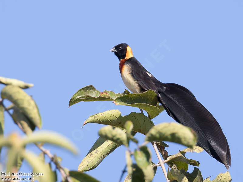 Broad-tailed Paradise Whydah male adult breeding, identification
